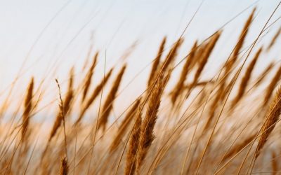 Die große Aufgabe der Futtermittelindustrie